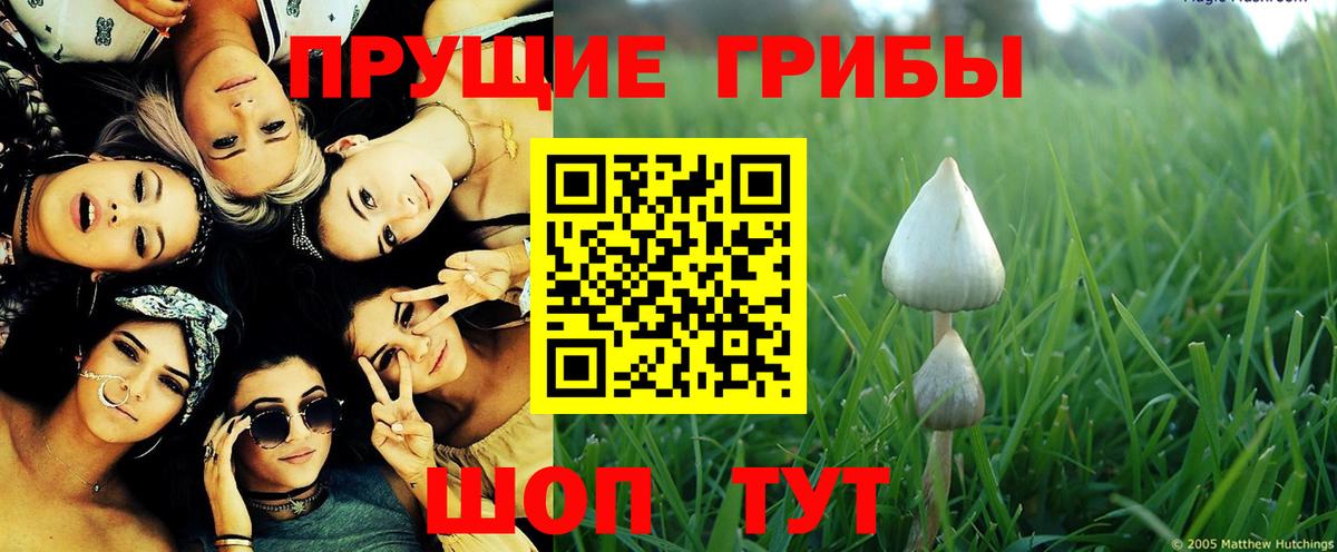 Псилоцибиновые грибы GOLDEN TEACHER Алексеевка